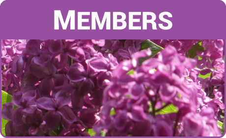 International Lilac Society International Lilac Society