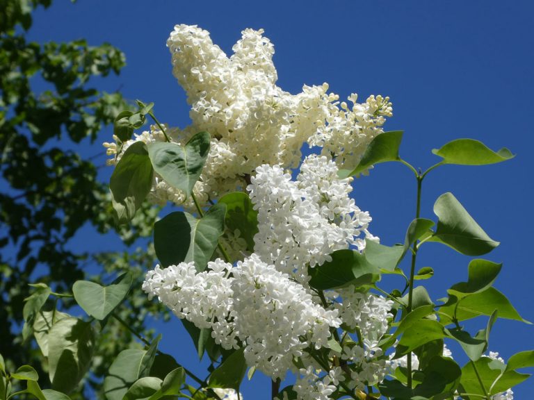 Support scientific research while enjoying lilacs in your yard ...